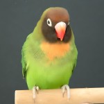 黑脸牡丹鹦鹉-缩略图-10