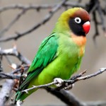 黑脸牡丹鹦鹉-缩略图-11