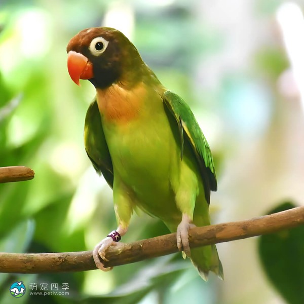 黑脸牡丹鹦鹉-12