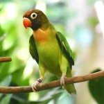 黑脸牡丹鹦鹉-缩略图-12