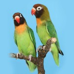 黑脸牡丹鹦鹉-缩略图-13