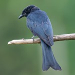 黑卷尾-缩略图-1