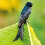 黑卷尾-缩略图-2