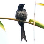 黑卷尾-缩略图-4