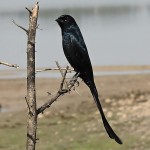 黑卷尾-缩略图-5