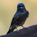 黑卷尾-缩略图-6