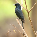 黑卷尾-缩略图-7