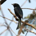 黑卷尾-缩略图-8