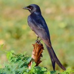 黑卷尾-缩略图-10