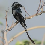 黑卷尾-缩略图-11