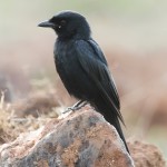 黑卷尾-缩略图-12