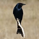 黑卷尾-缩略图-13