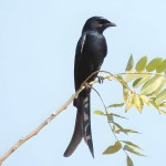 黑卷尾-缩略图-14