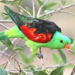 红翅鹦鹉-缩略图-1