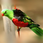 红翅鹦鹉-缩略图-4