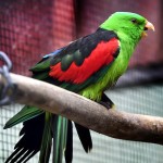 红翅鹦鹉-缩略图-5