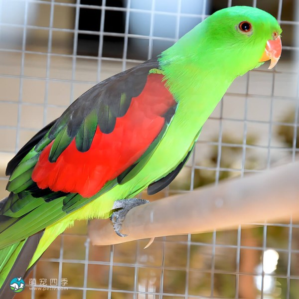 红翅鹦鹉-6