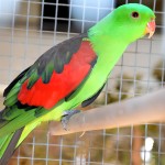 红翅鹦鹉-缩略图-6
