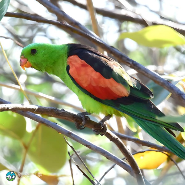 红翅鹦鹉-7
