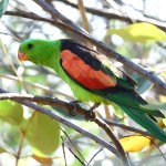 红翅鹦鹉-缩略图-7