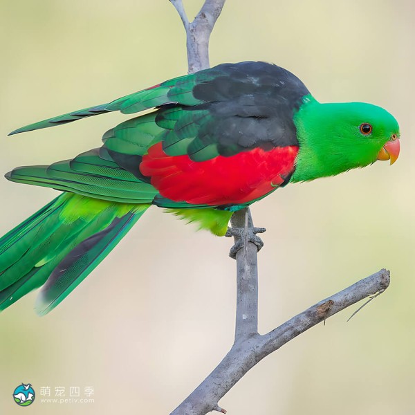 红翅鹦鹉-9