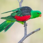 红翅鹦鹉-缩略图-9