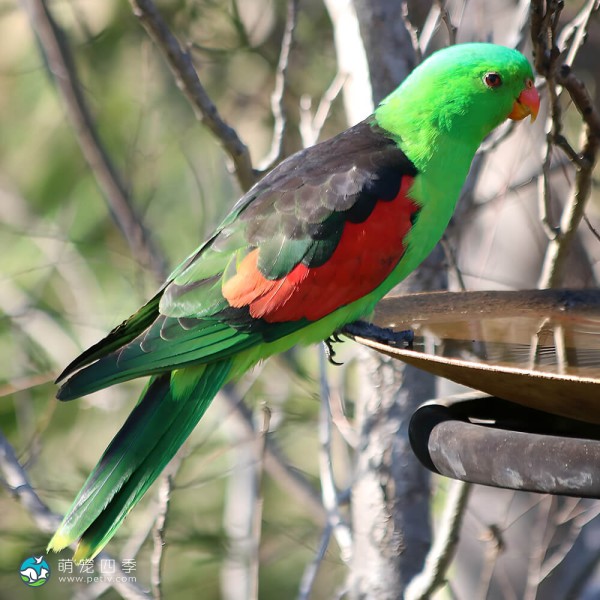 红翅鹦鹉-10