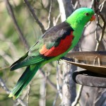 红翅鹦鹉-缩略图-10