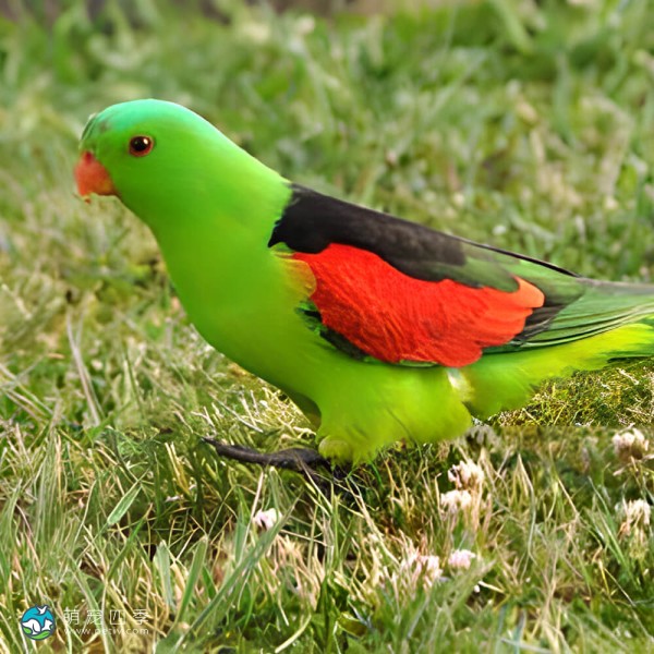 红翅鹦鹉-11