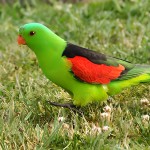 红翅鹦鹉-缩略图-11