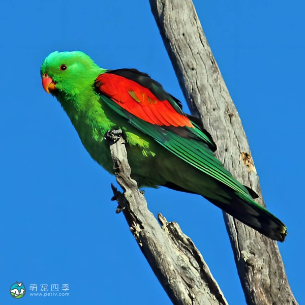 红翅鹦鹉-12