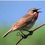 红点颏-缩略图-4