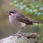 红点颏-缩略图-5