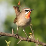 红点颏-缩略图-6