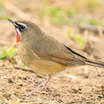 红点颏-缩略图-8