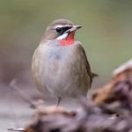 红点颏-缩略图-9