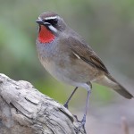 红点颏-缩略图-10