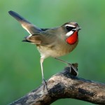 红点颏-缩略图-11