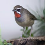 红点颏-缩略图-12