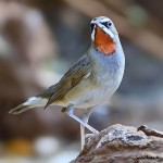 红点颏-缩略图-13