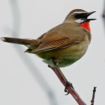 红点颏-缩略图-14