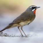 红点颏-缩略图-15