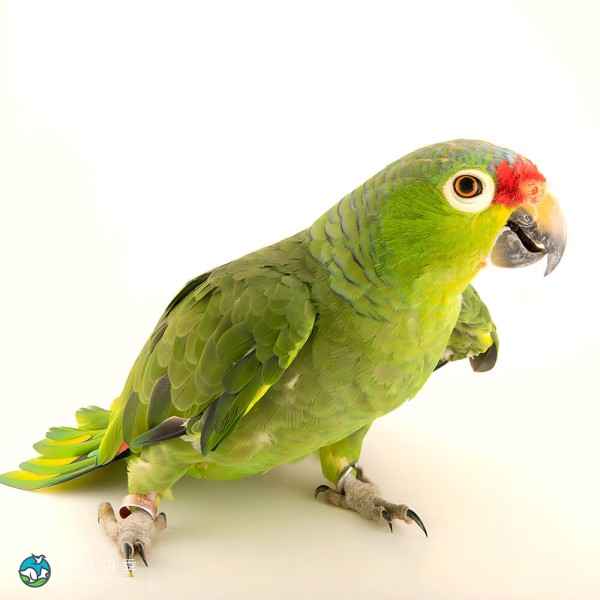 红额亚马逊鹦鹉-1