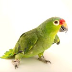 红额亚马逊鹦鹉-缩略图-1