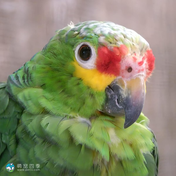 红额亚马逊鹦鹉-2