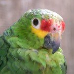 红额亚马逊鹦鹉-缩略图-2