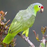 红额亚马逊鹦鹉-缩略图-3