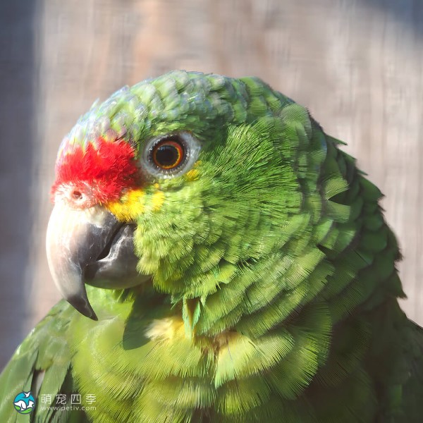 红额亚马逊鹦鹉-4