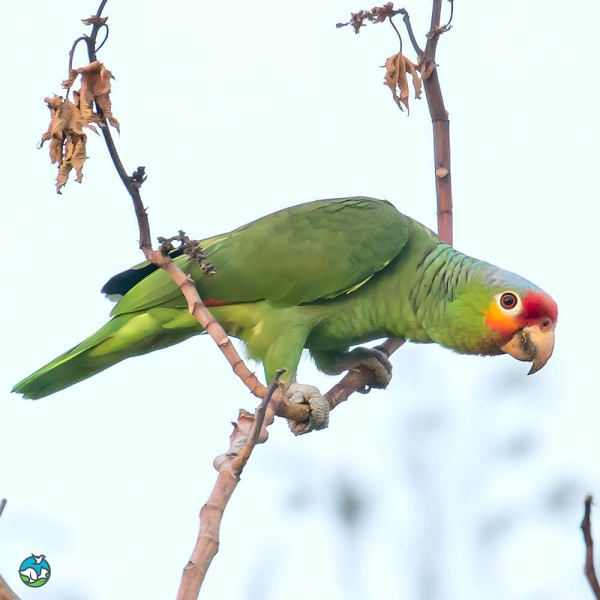 红额亚马逊鹦鹉-5