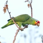 红额亚马逊鹦鹉-缩略图-5